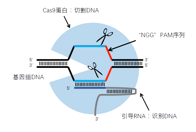 crispr/cas9基因编辑服务