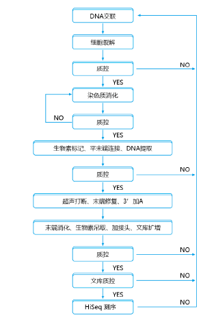 實驗流程圖.png